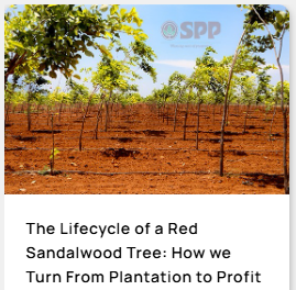 The Lifecycle of a Red Sandalwood Tree